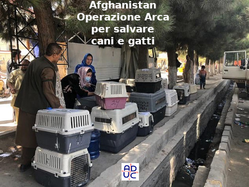 ADUC - Articolo - Afghanistan. Operazione Arca per salvare cani e gatti