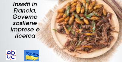 Siracusa, insetti come cibo: protesta di CasaPound contro le direttive UE