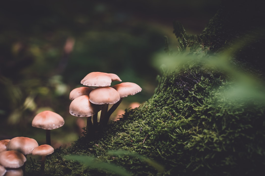 Presetbase Lightroom Presets - Unsplash