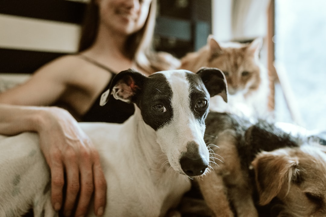 Chewy - Unsplash