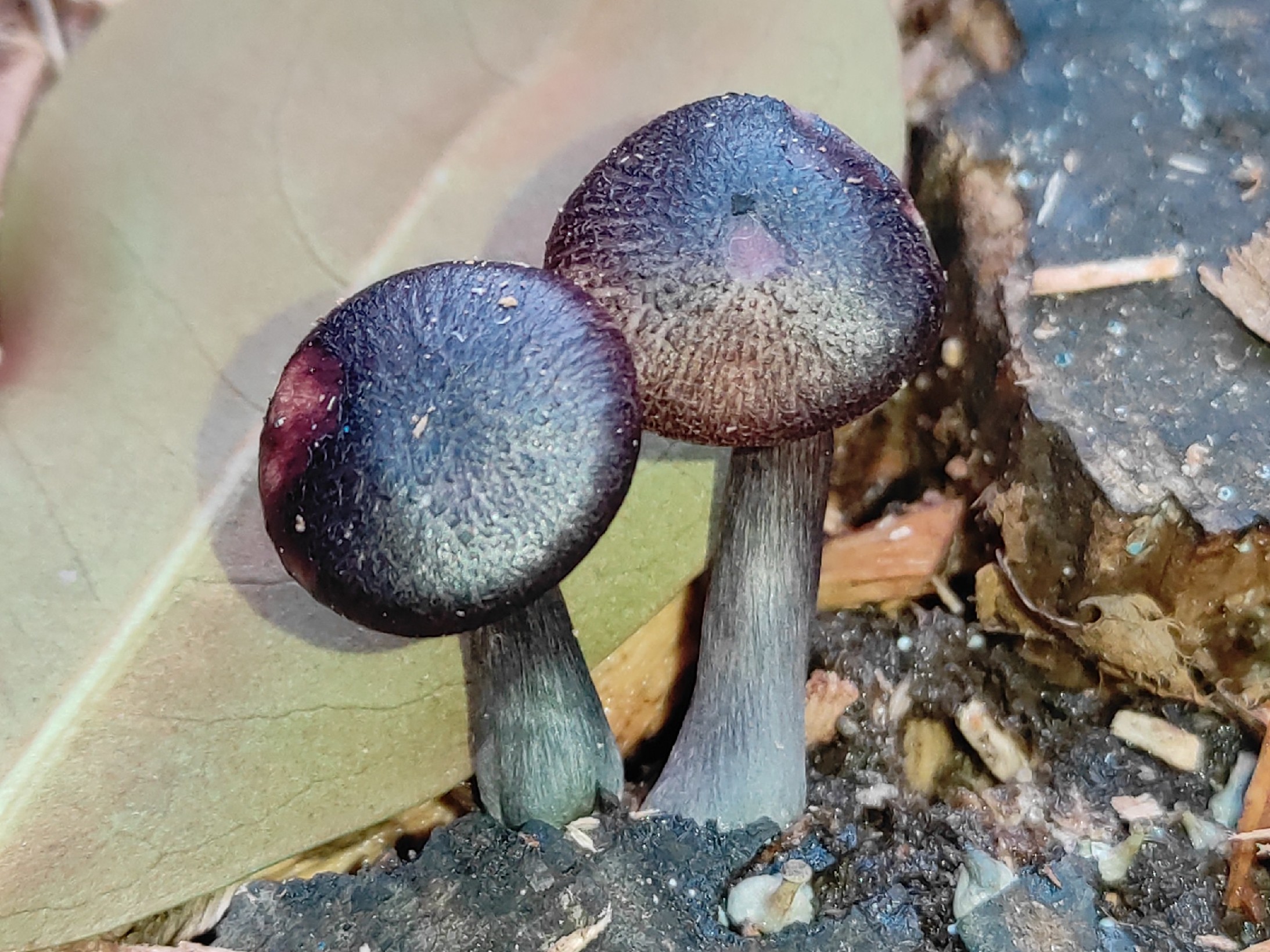 Mycellenz - Wikimedia