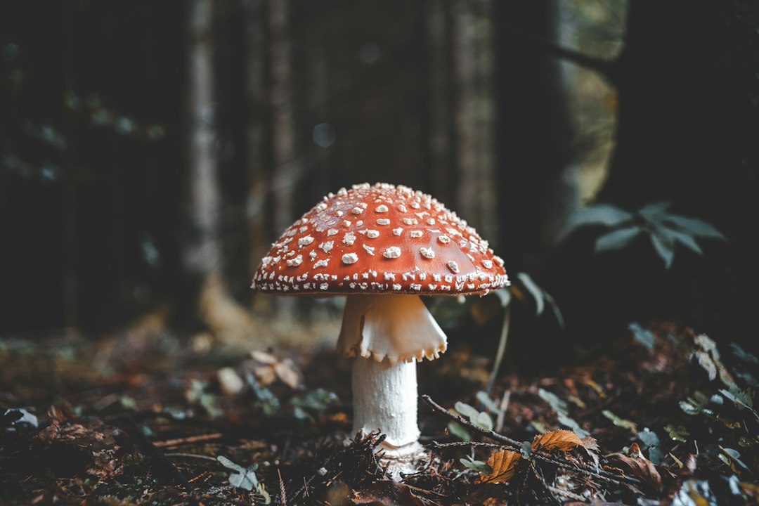 Florian van Duyn - Unsplash